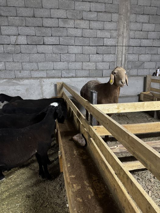 Продается арашан кочкорик для разведение!!