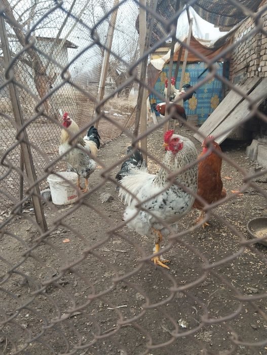 Продам петухов разные