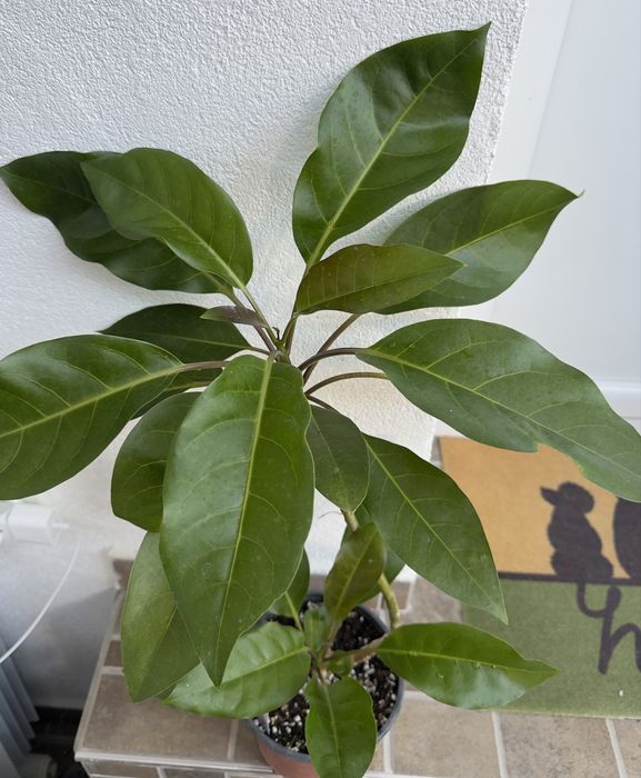 Solandra maxima-Соландра