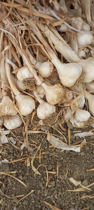 Usturoi  de primavara