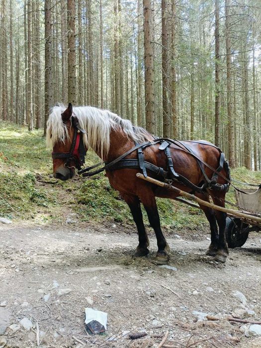 De vânzare armăsar de cinci ani!