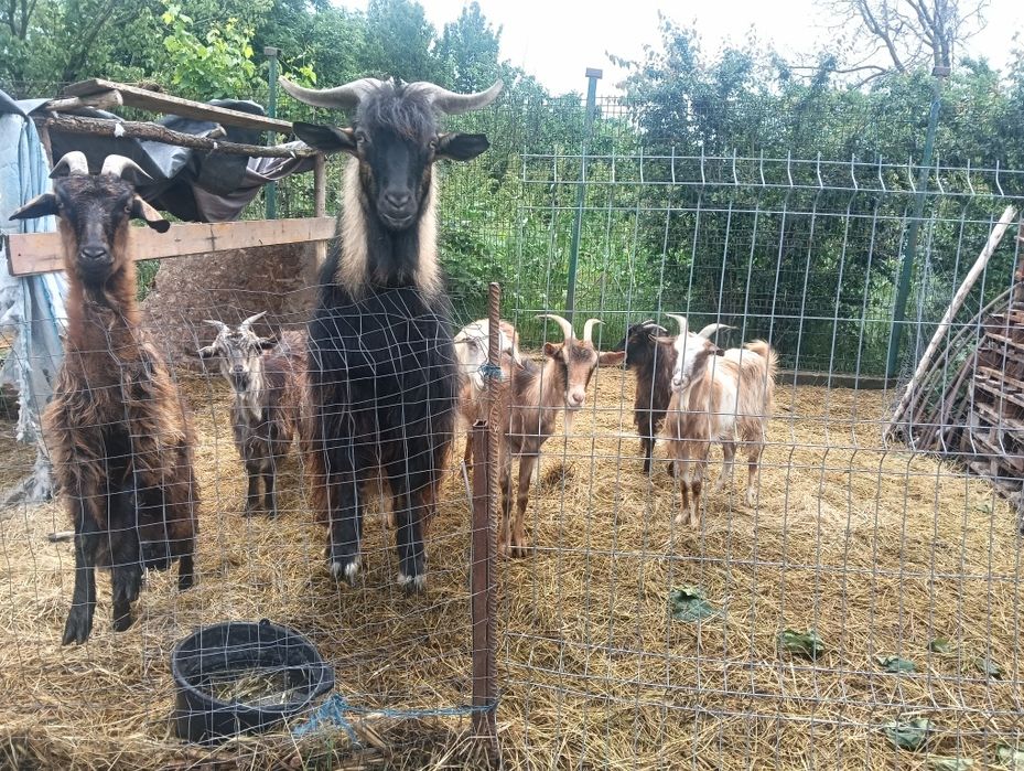 Căprițe de vânzare