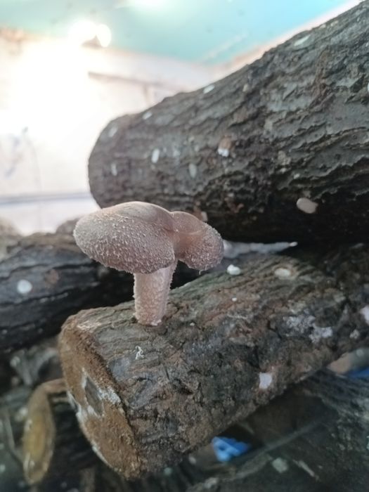 Дава се под наем Промишлена сграда в с. Яхиново, Област Кюстендил - 120 кв.м за 765 € - Снимка #13