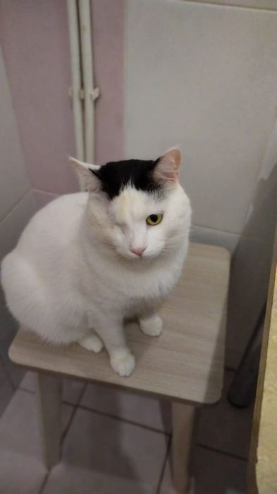 Отдам в добрые руки