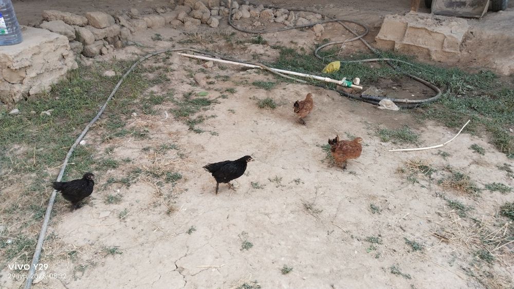 Assalom aleykum 1 oyli jòjlar sotladi
