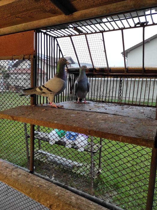 Porumbei voiajori, maraton, tardivi 2025