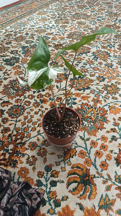 Сингуниум imperial White