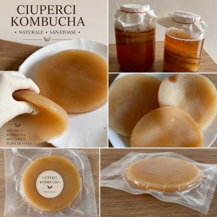 Vand ciuperca Kombucha (SCOBY) + starter + instructiuni complete!