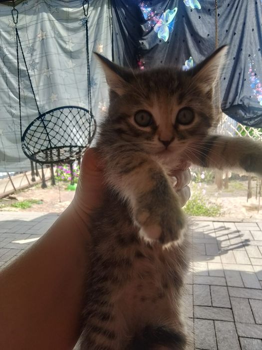 Отдам в хорошие руки котят