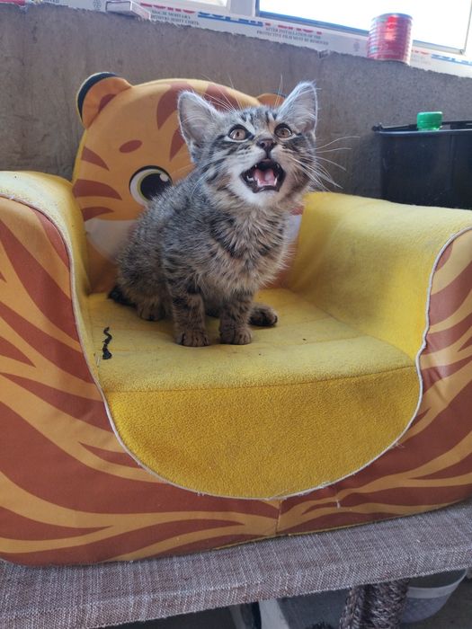 Котенок мальчик в добрые руки!