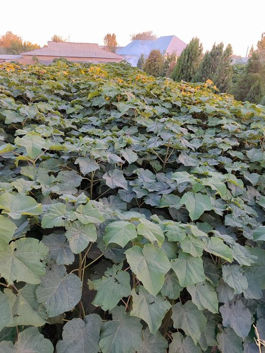 Павловоның жезөкшелері