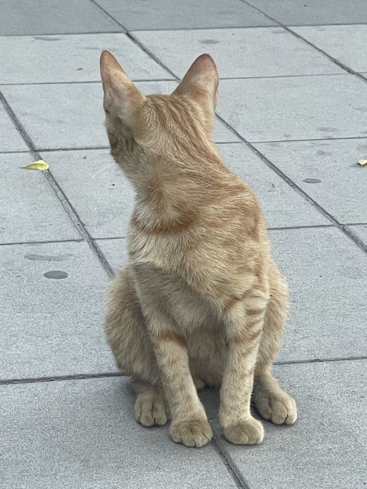 Рыжый котенок ищет дом