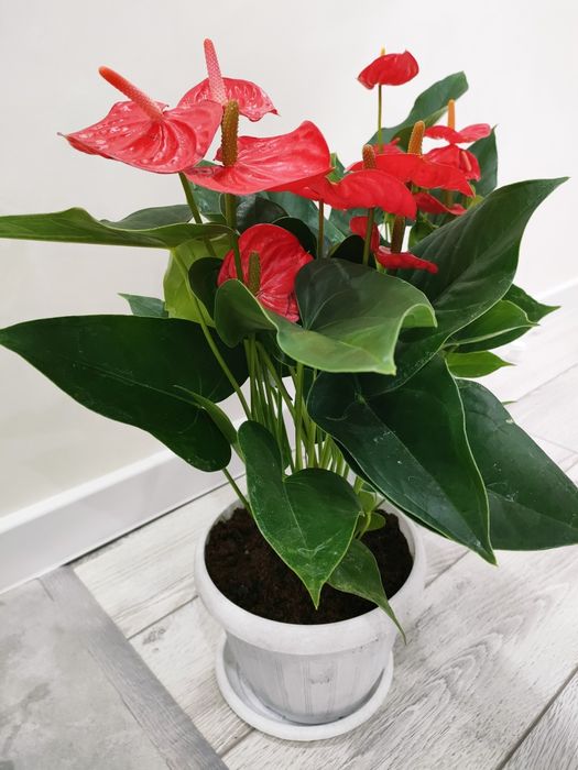 Растения.  Доставка