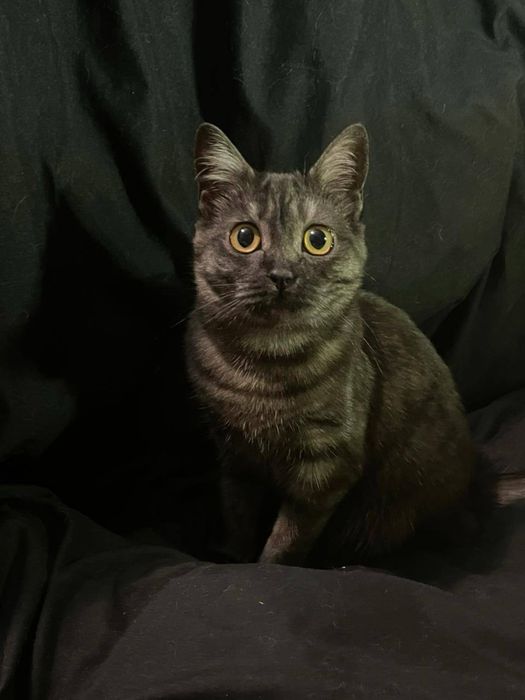 Ищем дом для ласковой кошечки