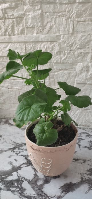 Пеларгония белая