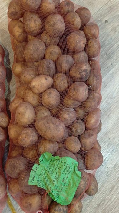 Продам семяную картошку
