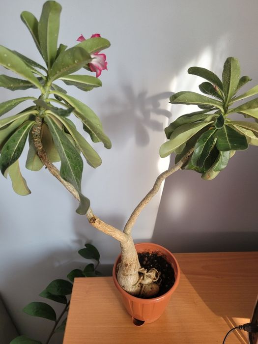 Адениум, роза пустыни, adenium