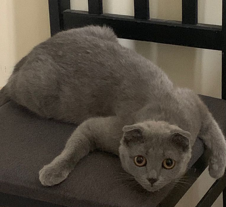 Кошка в добрые руки Вислоухая