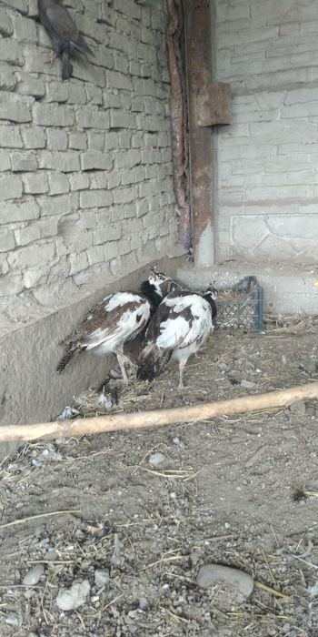 Arlikin tovus 9 oylik tani joni sogʻ