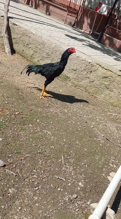 Dakan jòja sotiladi
