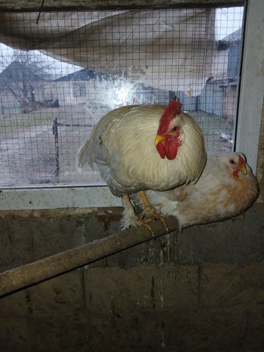 Тауық, қораз тауық