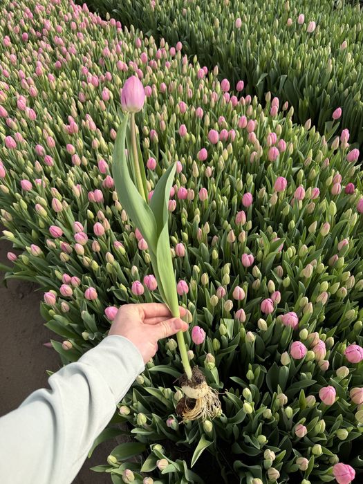 Тюльпаны с теплицы, без посредников !