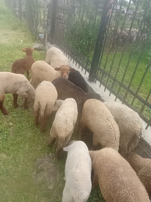 Vand 15 miei de crescut