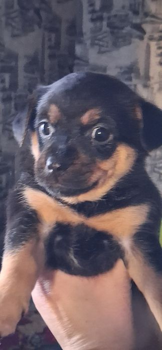 Щенят Пинчера отдам .