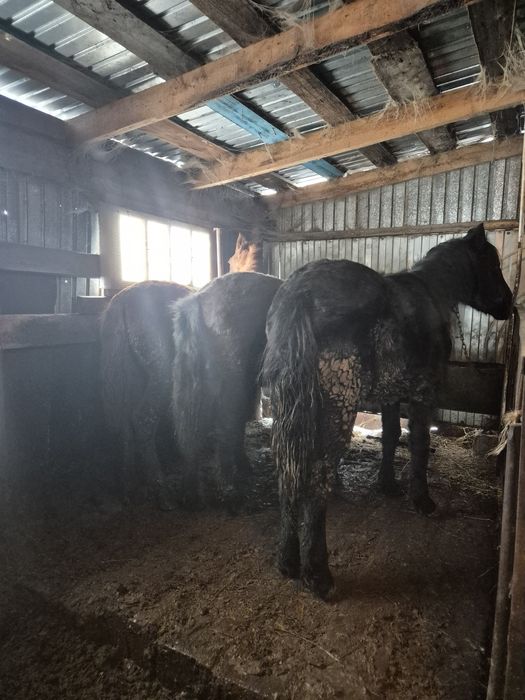 Продам тайлар на откорме