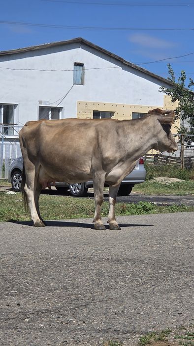 Продам корову. Сиыр сатылады
