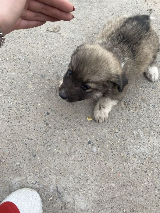 Отдам щенят в хорошие руки