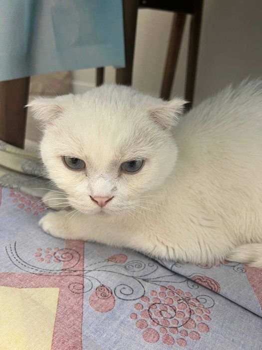 Отдам кота в добрые руки