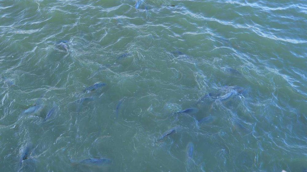 Кармана туманида баликхона хужалиги сотилади