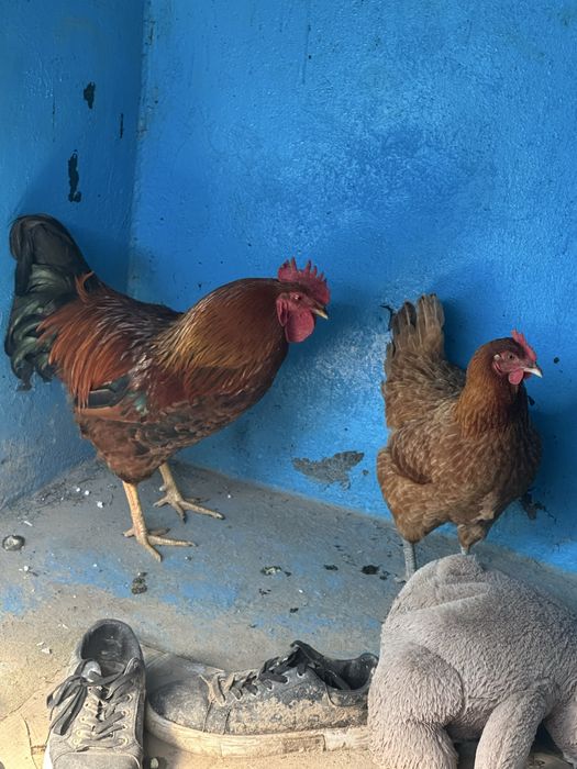 Тауық қораз пара