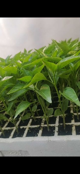 Продавам разсад домати краставици пипер