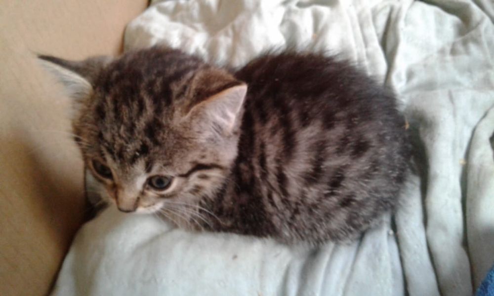 Отдам котят в хорошие руки