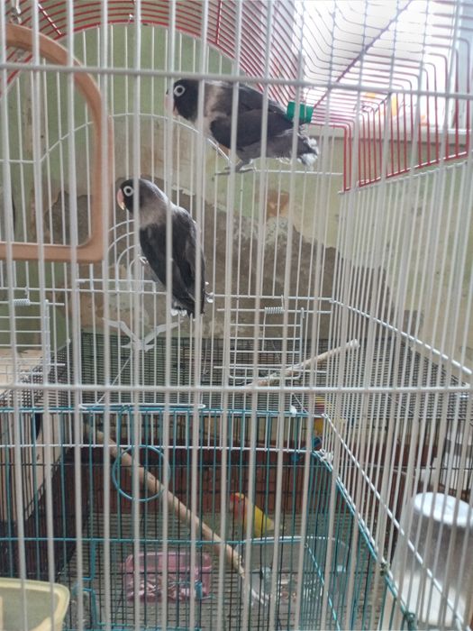 Попугаи Неразлучники пара