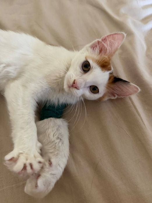 Adoptie pisica alb calico vaccinata Magdalena