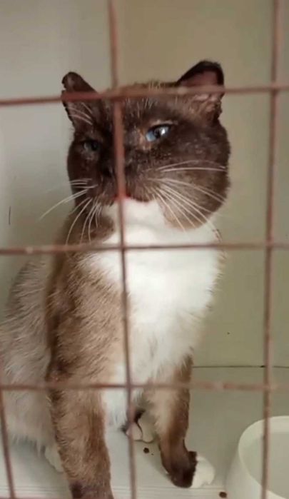 Котик с непростой судьбой ищет дом