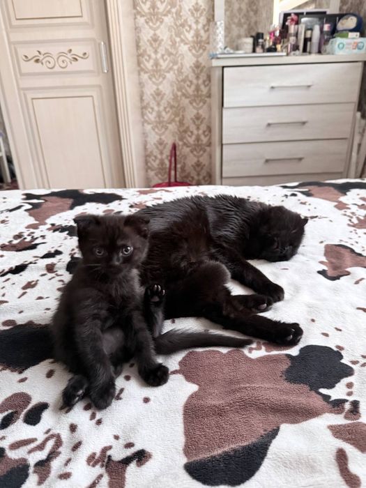 Вязкага мушу скоттиш фолд