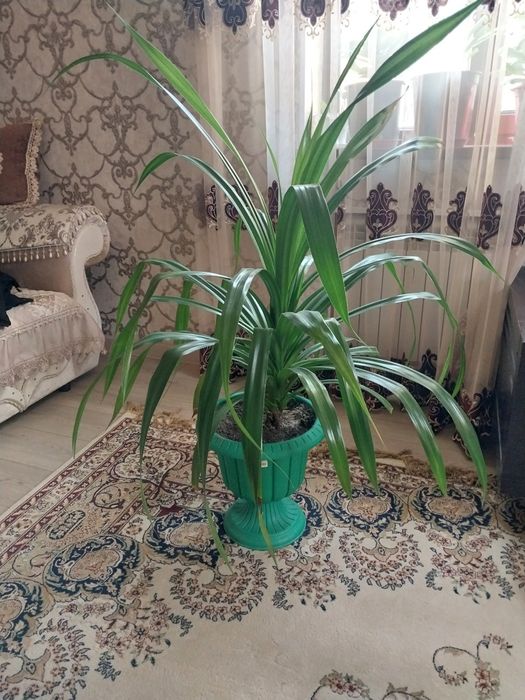 Большие комнатные цветы