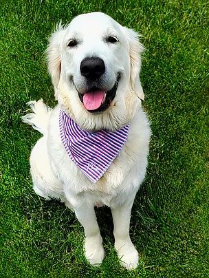 Разходки на кучета и посещения в домовете