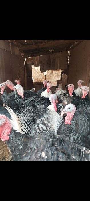 Индюклар сотилади суймакам уруглика хам зур