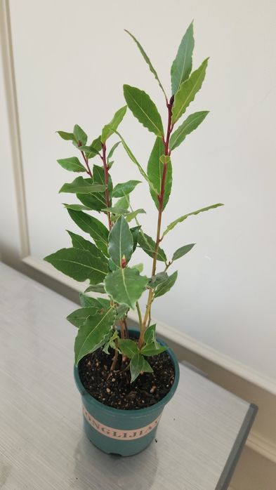 Комнаты цветы от 4500