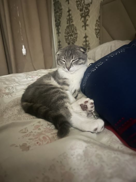 Шотланский вислоухий котенок