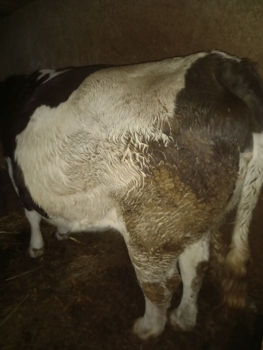 Vand vaca mare ,in jur la 800-900 de kg