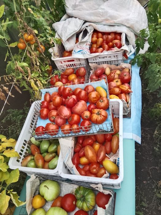 Продам домашние помидоры