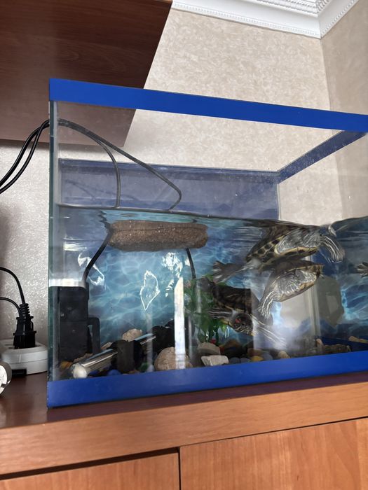 Продам аквариум с черепехами