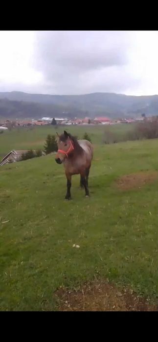 Armasar,noatin de vanzare