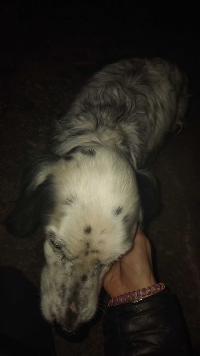 Разхождане на кучета